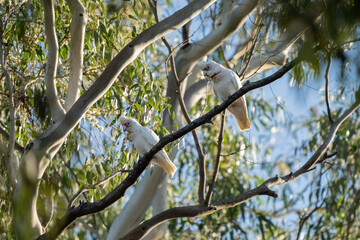 cockatoo and corella sitting on a branch in a gum tree in the bush in australia 