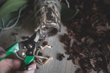 Pruning and transplanting an orchid. Caring for ornamental plants. Home flowers. Cut the old roots with secateurs. Gardening is a hobby.