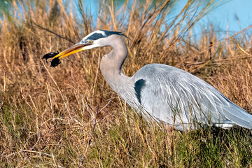 Blue heron feeding along the shore catching dinner