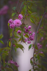 Cherry blossoms. Pink flowers in the garden. The beauty of nature. Floral background. Garden plants.