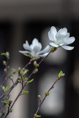 White blooming magnolia flower. Floral background. White magnolias in the garden. The beauty of nature. White flowers.