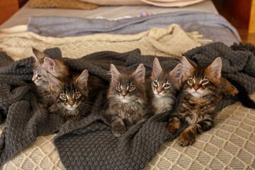 Group of 6 Cute Maine Coon kittens lying in grey warm blanket on the bed, two month old