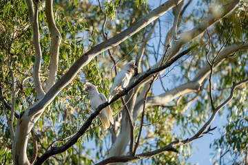 cockatoo and corella sitting on a branch in a gum tree in the bush in australia 