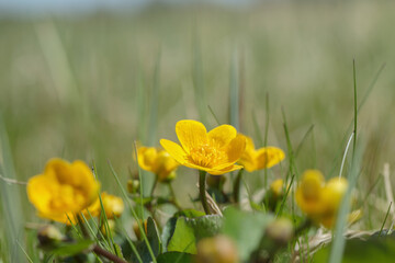 Wild growing yellow kingcup flowers (Caltha palustris)  in a marsh area.