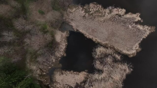 Overgrown river Abuls in spring, Latvia