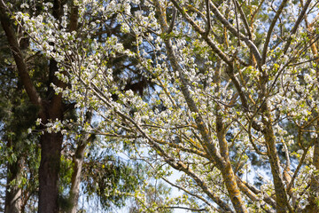 A tree blooms with white flowers in spring