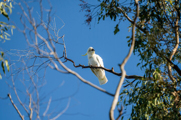 Naklejka premium cockatoo and corella sitting on a branch in a gum tree in the bush in australia 