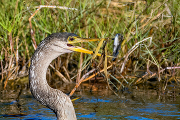 Anhinga tossing his food in the air to turn fish haed first to go down his throat