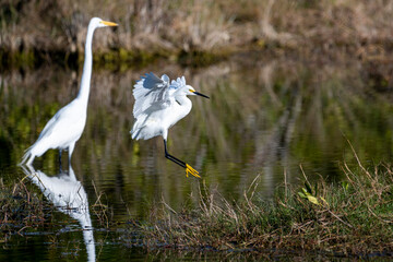 Snowy egret and great egret in the lagoon