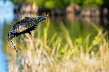 Little blue heron wings flapping comeing in for landing