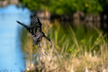 Little blue heron wings flapping comeing in for landing gear ready