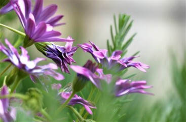 Purple flower on the meadow and green background