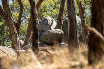 Trees and shrubs in the Australian bush forest. Gumtrees and native plants growing in Australia 