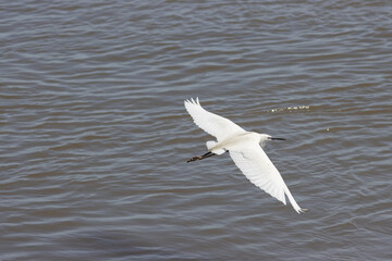 Fototapeta premium A white stork flies above the river