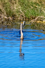 Anhinga, swimming and holding stabbed fish with its daggerlike bill