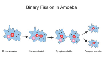 Binary fission in amoeba.Unicelluar animal with pseudopods that lives in fresh water. vector illustration for medical, educational and science use. - obrazy, fototapety, plakaty