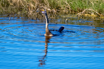 Anhinga, swimming and holding stabbed fish with its daggerlike bill