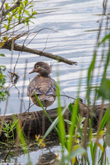 Young female mallard duck stands on a log in a marsh