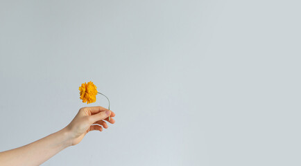 Fototapeta na wymiar hand holds a flower on a white background. banner for design.