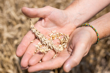 ripe grains of wheat in the palms of the farmer, close-up. Harvesting wheat