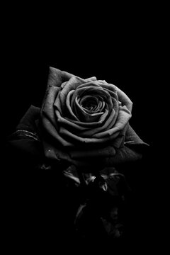 Close-up of black and white roses on black background 