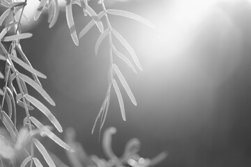 Mesquite tree leaves in dreamy Texas lighting outdoors in black and white.