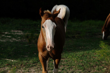 Fototapeta premium Bald face colt horse during Texas ranch summer.