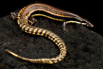 Muller's Skink (Sphenomorphus muelleri)