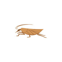 Brown cockroach or pantry moth, flat vector illustration isolated on white background.