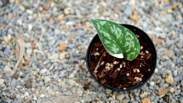 Closeup to leaf of scindapsus mayari in the pot    