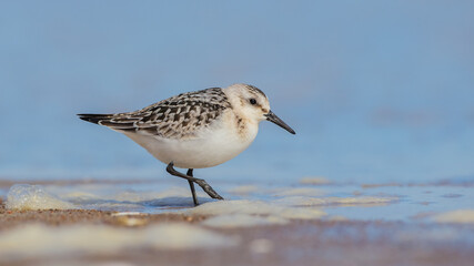 Sanderling - at the sea shore on autumn migration way