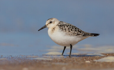 Sanderling - at the sea shore on autumn migration way