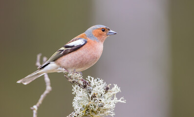 The common chaffinch - male bird at the wet forest in early spring