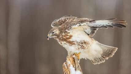 Common Buzzard in early spring at a wet forest