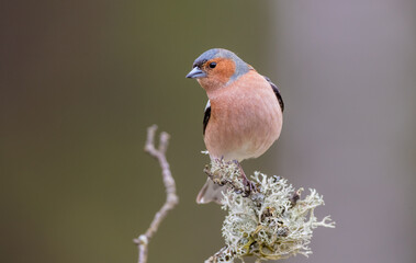 The common chaffinch - male bird at the wet forest in early spring