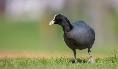 Fototapeta premium Eurasian coot - adult bird in spring
