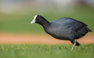 Eurasian coot - adult bird in spring