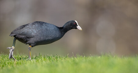 Eurasian coot - adult bird in spring