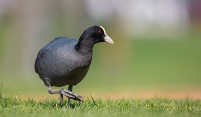 Eurasian coot - adult bird in spring