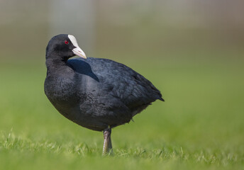 Eurasian coot - adult bird in spring