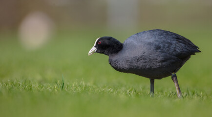Eurasian coot - adult bird in spring