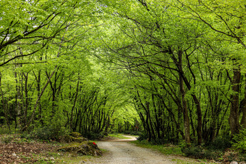 path in the forest at midday