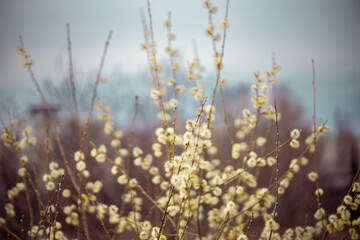 Blossoming of Goat willow, fluffy yellow flowers.
Goat Willow - also known as Pussy Willow - has lovely downy flower buds in early spring, before the leaf buds burst