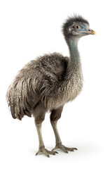 Emu isolated on a white background Generative AI