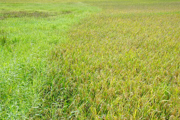rice fields on bohol islnd at the philippines