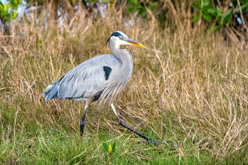 Blue heron strutting through the grass