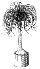 Illustration of a ponytail palm in black and white line technique