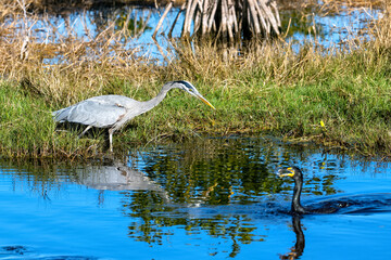 Great Blue Heron; largest North American heron; tall thin birds; long necks; bills; long legs; wide wingspan; fhis; nature; fish