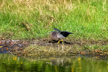 The Green Heron is one of the world’s few tool-using bird species