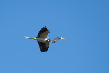 Blue heron flying  blue sky